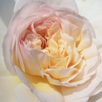 The many soft layers of petals beginning to open at the center of a pale pink rose