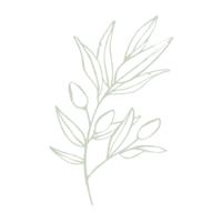 floral illustration