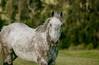 grey dapple horse in pasture