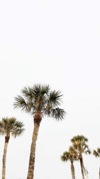 palm trees