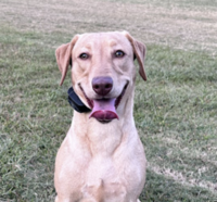 Clients Dog Image