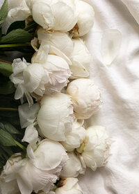 beautiful white cut roses laid on fabric
