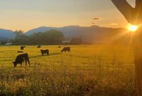Shasta Valley Producers farm in Siskiyou County at sunset with cattle grazing