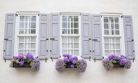 Charleston house windows with purple shutters and flower boxes