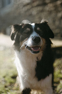 Héla, chien de Léa et Nolan.