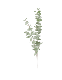 Eucalyptus Branch v2