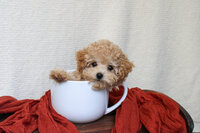 Maltipoo Puppy in a mug