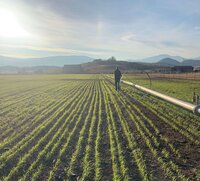 Rows of crops and farmer in field in Shasta Valley, Siskiyou County