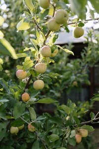 Romantic outdoor wedding in apple orchard in Idaho by idaho wedding photographer erica rochelle photography