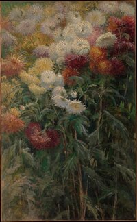 colorful chrysanthemums in a field