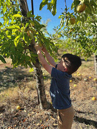 A boy in a blue shirt reaching up in a tree picking apples in the fall.