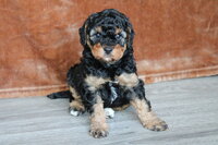 Toy Poodle held in the air