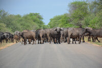 Zuid Afrika Buffels_1