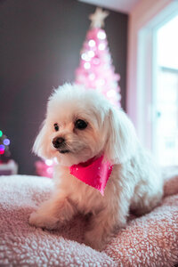 small white dog with pink bandana