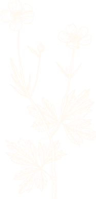 A white illustration of a wildflower with 2 flowers in bloom and 1 bud. The flowers and bud are connected by 1 stem with leaves.