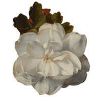 Flower3