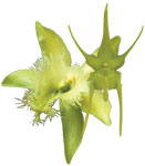 Dancing Light Orchid Essence -  Internal Marriage essence