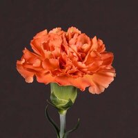 carnation_orange