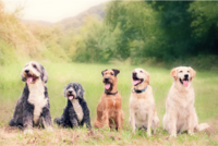 Obedience school dogs in a sit | Cornerstone Dog Training