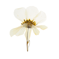 A dried white flower