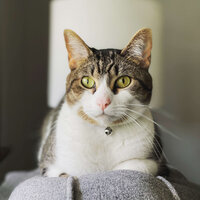 Green Eyes cat laying down on couch with ears pointed