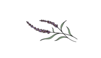 A portion of the Emily Austin Therapy logo featuring a delicate lavender branch, symbolizing calm and healing in therapy.