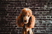 Teddy an Intense Red Abstract Standard Poodle