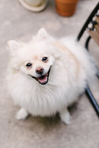 pomeranian