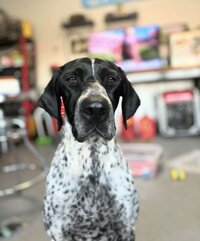 German Shorthaired Pointer in a messy living room, looking at the camera for a testimonial photo during day training