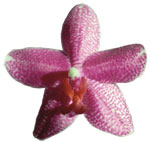 Dancing Light Orchid Essence -  Gosssamer Steel essence