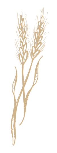 hand drawn wheat stalk