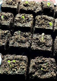 A group of tiny seedlings begin to sprout from soil in small, square blocks of soil
