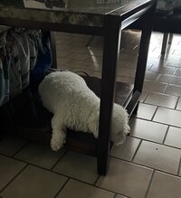 fur babies 7
