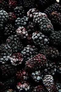Blackberries_High Res 1