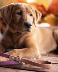 Picture of Golden Labrador Retriever