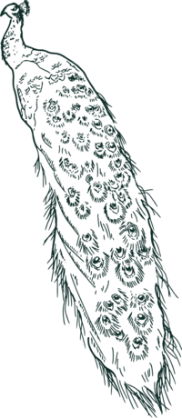 hand illustrated peacock