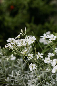 Close-up of delicate white flowers with soft petals and green leaves in the background.