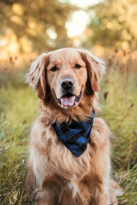 Golden retriever with blue bandana siting in green field. Pet Photography