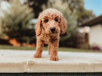 Intense Red Abstract Standard Poodle Puppies