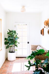 entrada de casa iluminada y con plantas.