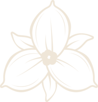 illustration of trillium flower icon