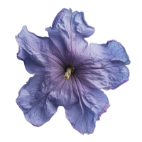 purple flower