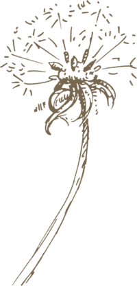 dandelion logo