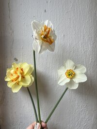 flower farm