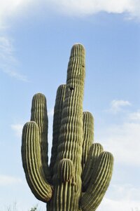 Film photo of a cactus against the blue sky by Sedona Wedding Photographer, Mrs. Ferree Photography