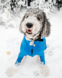 Portrait of the photographer's dog.