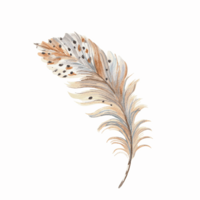 orange and blue and spotted feather