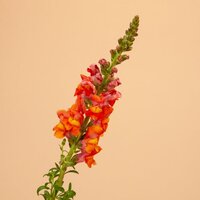 snapdragon-potomac-deep-orange-_not-currently-in-catalog_720x