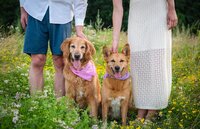 Couple in a field with their two dogs