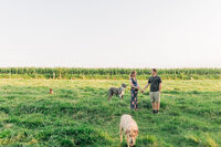 Engagement photos with puppy